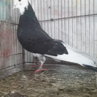 کبوترخون پاک طهرونی