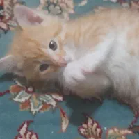 گربه