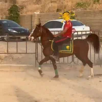 اسب