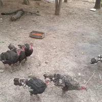 بوقلمون