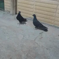 یک جفت جوجه طاقی