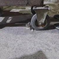 گربه
