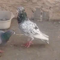 یک عدد سار سرور نر کفتر بوم پرشی ساده چپ