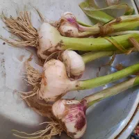 سیر