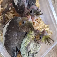 جوجه عروس وجوجه کوتوله