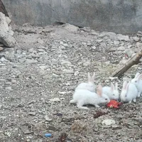 بچه خرگوش