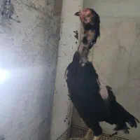 مرغ لاری