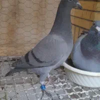 جوجه مسافتی
