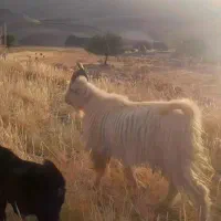 پازن شاخ انبری مخصوص عشق بازا