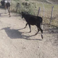 گوساله