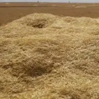 فروش کاه گندم