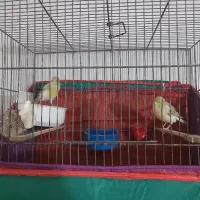 قناری ماده ۲عدد