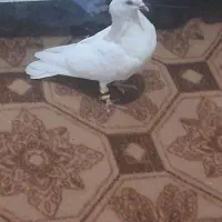 سلام هندی ماده مسد آماده جفت زدن