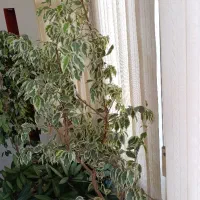 گل بنجا... ابلق