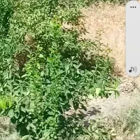 00ق1صب زمین مسکونی واقع دردلفاردروستای اسلام آباد