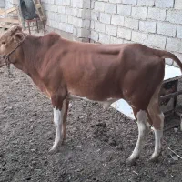 گاو یا گوساله نر
