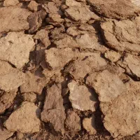 کود گوسفند
