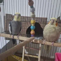 ی جفت عروس هلندی بالغ و سخنگو