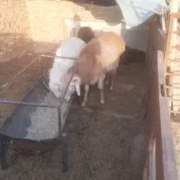 بره|حیوانات مزرعه|یزد, |دیوار