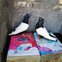 کفتر سینه سیاه