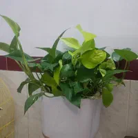 گلدون سرامیکی پر