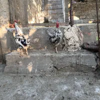 خروس