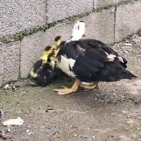 جوجه اردک اسراییلی بامادر