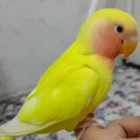 برزیلی ماده اسینم