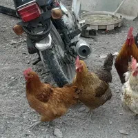 مرغ