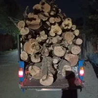خرید چوب و درخت