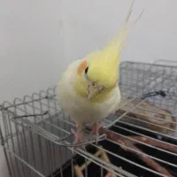 عروس هلندی گمشده