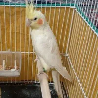 ماده عروس هلندی
