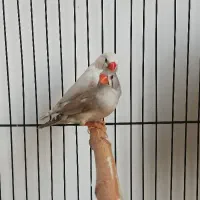 یک جفت فنچ درجه یک