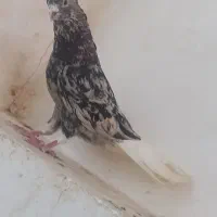 هفت‌رنگ دم‌سفید نر
