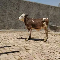 گوساله سیمینتال نر