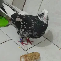 کبوتر ۱۲،۰۰۰،۰۰۰