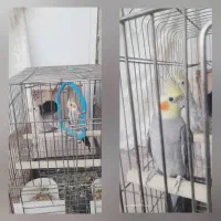 پرنده