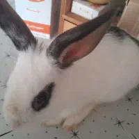 خرگوش