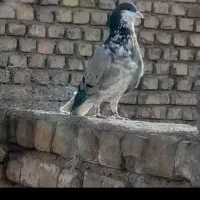کبوتر دمگیر