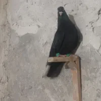 کلاغی و دوتا جوجه یال و شهری