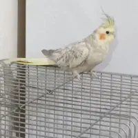 نرو ماده عروس هلندی