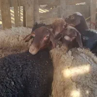 بره ماده