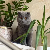 گربه اسکاتیش فولد