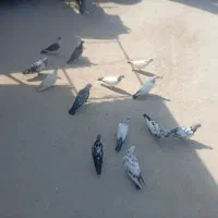 کبوتر