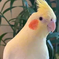 عروس هلندی نر و ماده