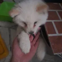 سگ چاو چاو