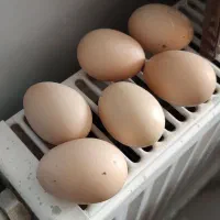 تخم مرغ نژاد برهما