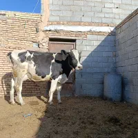 گاو آبستن و گوساله سیمینتال