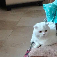 گربه های اسکاتیش