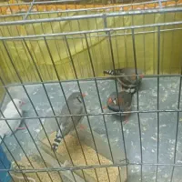 فنچ|پرنده|ورامین, جعفر آباد اخوان|دیوار